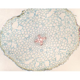 Racine histologie végétale