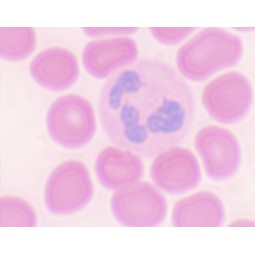Types de tissus cellulaires