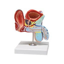 Organes génitaux masculins