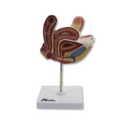 Organes génitaux féminins