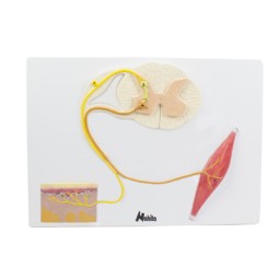 Moelle épinière, muscle et...