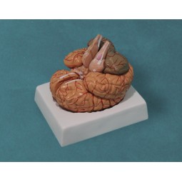 Cerveau humain, 9 parties