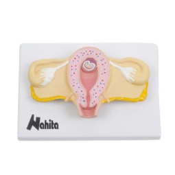 Développement embryonnaire