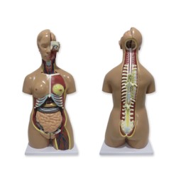 Torse humain bisexué, dos...