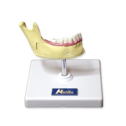 Moitié de mâchoire inférieure