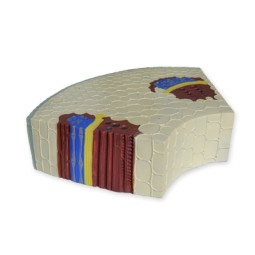 Tige de dicotylédone