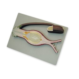 Fertilisation d'angiosperme