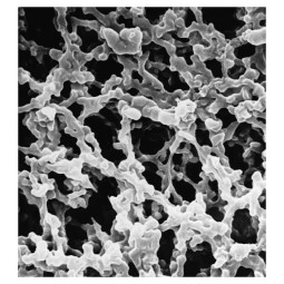 Membrane filtrante Ø 47 mm...